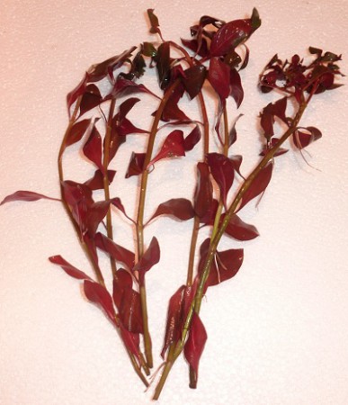 Ludwigia repens 'Rubin' - 3.90€